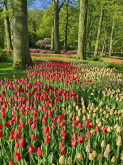 Netherlands, Holland Prints: Europe; Netherlands; Lisse; Keukenhof Gardens; Keukenhof Gardens with Tulip Blooms Surounded