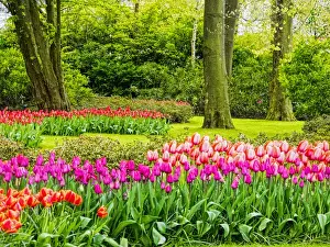Netherlands, Holland Prints: Europe; Netherlands; Lisse; Keukenhof Gardens; Keukenhof Gardens with Tulip Blooms Surounded