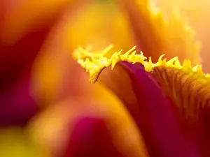 Europe; Netherlands; Lisse; Keukenhof Gardens; Tulip Closeups with Selective Focus