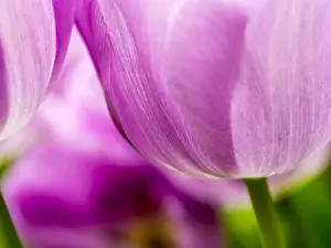 Netherlands, Holland Prints: Europe; Netherlands; Lisse; Keukenhof Gardens; Tulip Closeups with Selective Focus