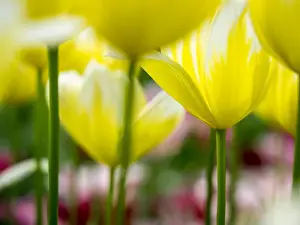 Europe; Netherlands; Lisse; Keukenhof Gardens; Tulip Closeups with Selective Focus