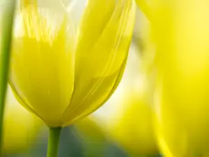 Europe; Netherlands; Lisse; Keukenhof Gardens; Tulip Closeups with Selective Focus