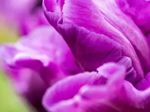 Netherlands, Holland Prints: Europe; Netherlands; Lisse; Keukenhof Gardens; Tulip Closeups with Selective Focus