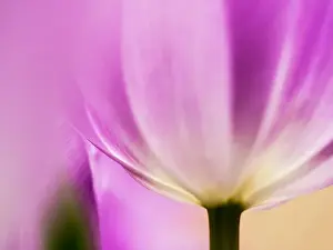 Netherlands, Holland Prints: Europe; Netherlands; Lisse; Keukenhof Gardens; Tulip Closeups with Selective Focus
