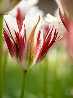 Europe; Netherlands; Lisse; Keukenhof Gardens; Tulip Closeups with Selective Focus