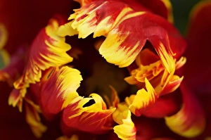 Marie Bush Prints: Europe, Netherlands, Lisse. Parrot tulip close-up