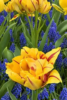 Marie Bush Prints: Europe, Netherlands, Lisse. Tulips and grape hyacinth at Keukenhof Gardens. Credit as