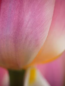 Blur Prints: Europe; Netherlands; Macro image of Colorful Tuliip