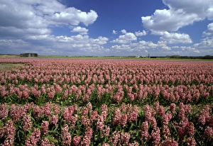 Images Dated 1st December 2005: Europe, Netherlands, Noorwijk. Flower Farm