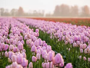 Netherlands, Holland Gallery: Europe; Netherlands; Nord Holland; Selective Focus of Tulip field with dew drops