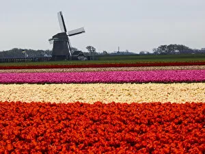 Netherlands, Holland Collection: Europe; Netherlands; Nord Holland; Field of Tulip with windmill in flowers