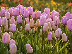 Netherlands, Holland Prints: Europe; Netherlands; Nord Holland; Selective Focus of Tulip field with dew drops