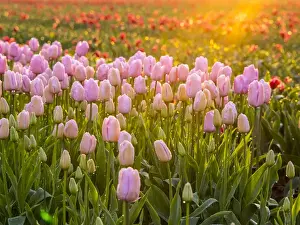 Netherlands, Holland Prints: Europe; Netherlands; Nord Holland; Selective Focus of Tulip field with dew drops
