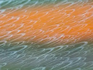 Europe; Netherlands; Nord Holland; Tulips and Rain Drops in Patterns