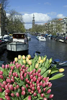 Europe, Netherlands, North Holland, Amsterdam, Tulips and bike on the Prinsengracht
