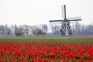 Still Prints: Europe, Netherlands, Old Wooden Windmill in a Field of Red Tulips