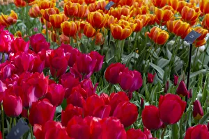 Netherlands Prints: Europe, Netherlands. Red tulips at Keukenhof Gardens. Credit as