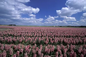 Europe, Netherlands, Sassenheim Flower fields