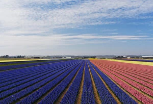 Netherlands, Holland Gallery: Europe; Netherlands; Southern Holland Province, Lisse, hyacinths fields