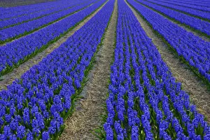 Netherlands, Holland Collection: Europe; Netherlands; Southern Holland Province, Lisse, hyacinths fields