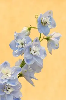 Marie Bush Prints: Europe, Netherlands, Venlo. Delphinium parfait flowers at the World Horticultural Expo