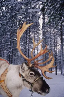 Lapland Prints: Europe, North Europe, Scandinavia, Finland, Lapland, Rovaniemi, In Santa Claus s
