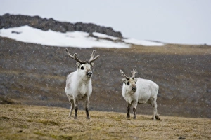 Images Dated 23rd April 2009: Europe, Norway