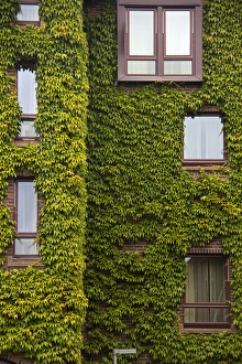 Warehouse Prints: Europe, Norway, Bergen. Bryggen building with ivy, a UNESCO World Heritage Site