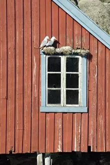Europe, Norway, Lofoten. Black-legged Kittiwake (Rissa tridactyla) nesting on buildings