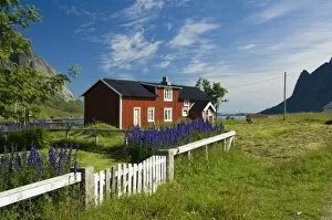 Europe, Norway, Lofoten. House and Larkspur flowers in Vindstad