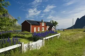 Lofoten Prints: Europe, Norway, Lofoten. House and Larkspur flowers in Vindstad