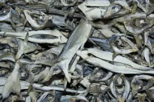 Lofoten Prints: Europe, Norway, Lofoten. Stockfish (dried cod fish)
