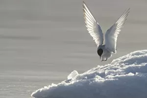 Europe, Norway, Svalbard. Arctic tern lands on ice
