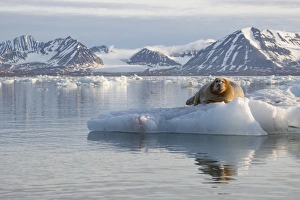 Norway Collection: Europe, Norway, Svalbard. Bearded seal rests on ice