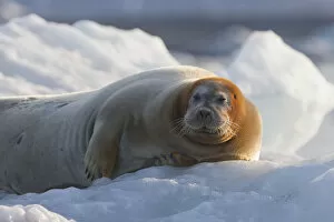 Norway Collection: Europe, Norway, Svalbard. Bearded seal rests on ice