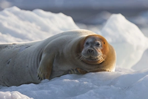 Norway Collection: Europe, Norway, Svalbard. Bearded seal rests on ice
