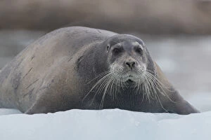 Norway Collection: Europe, Norway, Svalbard. Bearded seal rests on sea ice