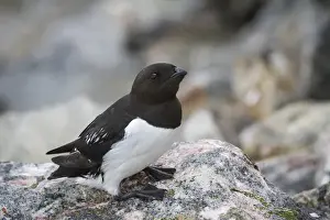 Images Dated 17th July 2012: Europe, Norway, Svalbard. Close-up of little auk bird on rock