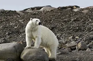 Images Dated 14th July 2012: Europe, Norway, Svalbard. Close-up of polar bear on rocky ground