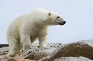 Images Dated 14th July 2012: Europe, Norway, Svalbard. Close-up of polar bear on rocky ground