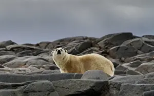 Images Dated 14th July 2012: Europe, Norway, Svalbard. Close-up of polar bear on rocky ground