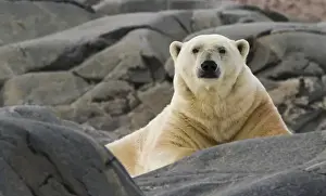 Images Dated 14th July 2012: Europe, Norway, Svalbard. Close-up of polar bear on rocky ground