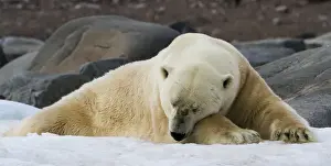 Images Dated 14th July 2012: Europe, Norway, Svalbard. Close-up of polar bear sleeping on snow