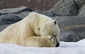 Images Dated 14th July 2012: Europe, Norway, Svalbard. Close-up of polar bear sleeping on snow