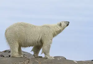 Images Dated 14th July 2012: Europe, Norway, Svalbard. Close-up of polar bear sniffing the air