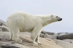 Images Dated 14th July 2012: Europe, Norway, Svalbard. Close-up of polar bear standing on stony ground. Credit as