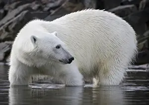 Images Dated 14th July 2012: Europe, Norway, Svalbard. Close-up of polar bear standing in water