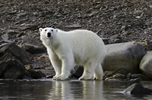 Images Dated 14th July 2012: Europe, Norway, Svalbard. Close-up of polar bear standing next to water. Credit as