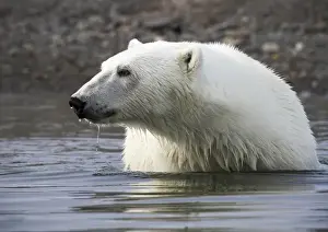 Images Dated 14th July 2012: Europe, Norway, Svalbard. Close-up of polar bear standing in water
