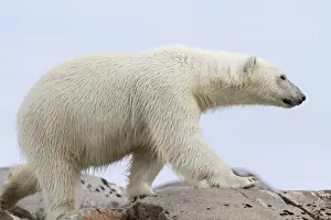 Images Dated 14th July 2012: Europe, Norway, Svalbard. Close-up of polar bear walking on rocks
